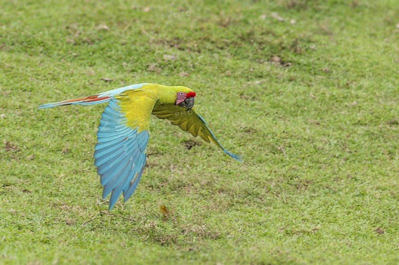 Great Green Macaw (Ara ambiguus) flying, Costa Rica