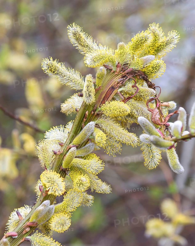 Dragon willow (Salix udensis 'Sekka'), Gläserne Manufaktur, Germany