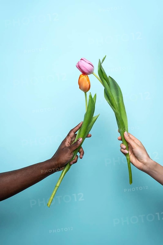 Close-up of diverse hands of a man and woman delicately holding tulips against a solid blue background, symbolizing unity, diversity, and connection through nature