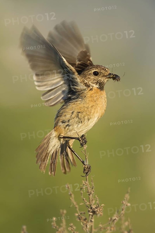European Stonechat (Saxicola rubicola) female with insect in its beak, Rhineland-Palatinate, Germany
