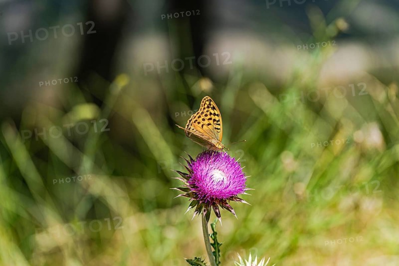 A silver fritillary butterfly gracefully perches on a vibrant thistle flower in the lush wild meadow of Kakheti, Georgia, showcasing nature delicate beauty
