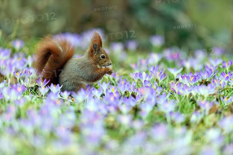 Squirrel, tree squirrel, sitting in a meadow with purple crocuses, crocus, spring, flowers, animals, soeaeutians, flying squirrels