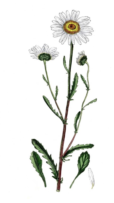 Chrysanthemun leucanthemum, Leucanthemum vulgare, meadow daisy, digital reproduction of a historical original, between 1790 and 1810