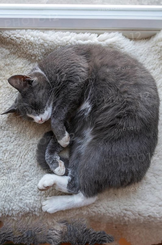 Sleeping, dreaming cat lying on a sheepskin, Mecklenburg-Vorpommern, Germany