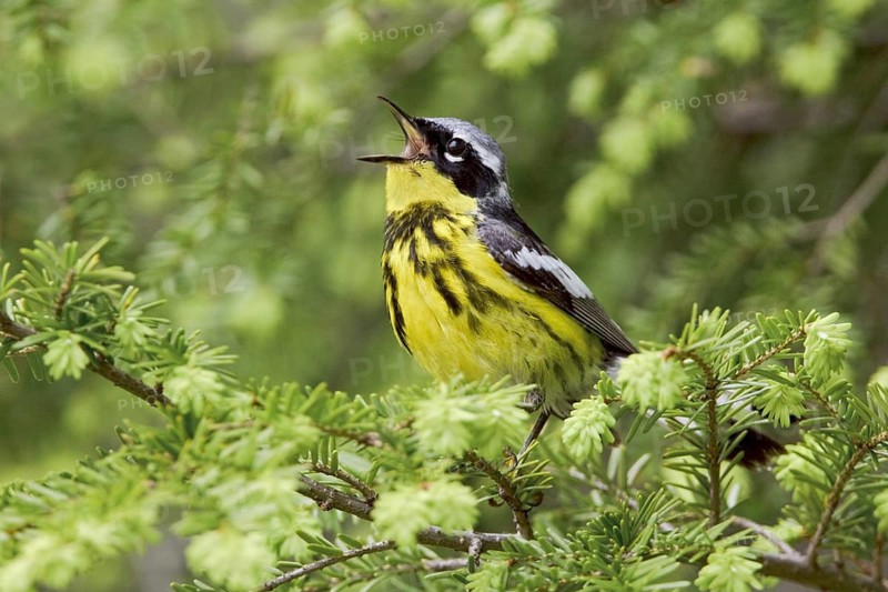 Magnolia Warbler (Setophaga magnolia) singing, Ontario, Canada