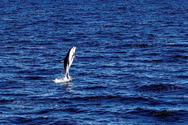 A dolphin leaps dynamically out of the blue sea, water splashing around it, The Clymene dolphin (Stenella clymene) at Puerto Madryn in Argentina