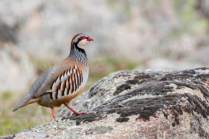 Red-legged Partridge (Alectoris rufa), Andalusia, Spain