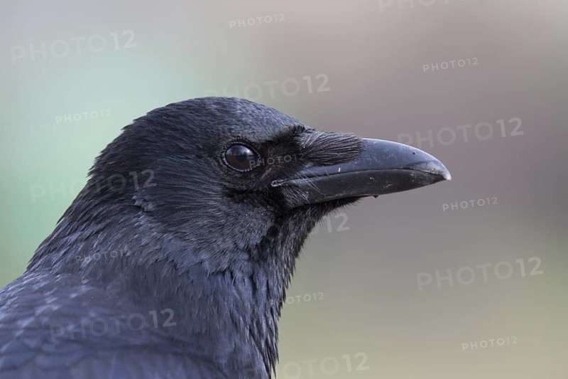 Carrion Crow (Corvus corone), Baden-Wuerttemberg, Germany