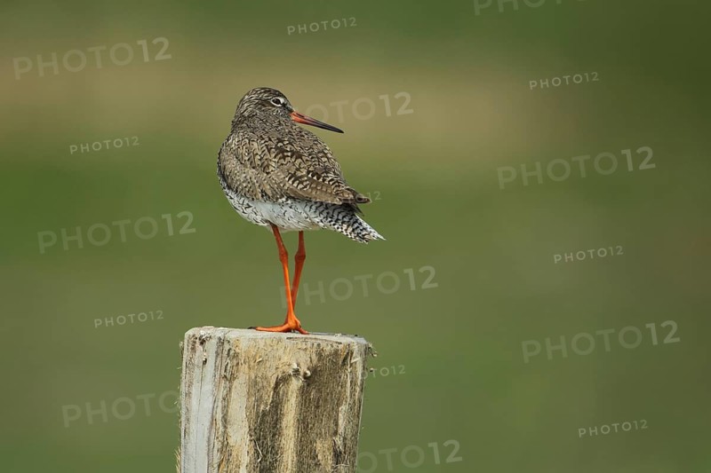 Redshank (Tringa totanus) standing on a pole, Slufterweg, Texel, North Holland, Netherlands