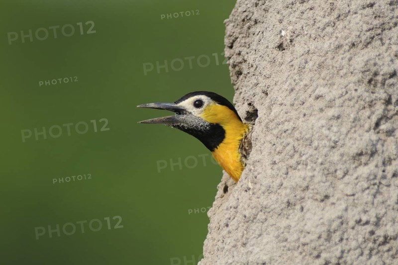 Campo Flicker (Colaptes campestris), Pantanal, Brazil