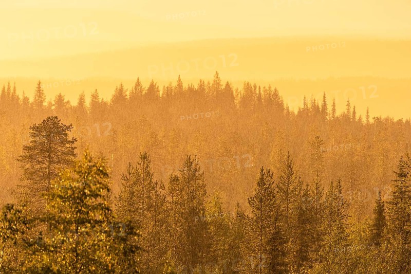 Rain shower over forest area, Gällivare, Norrbotten, Lapland, Sweden, August 2020