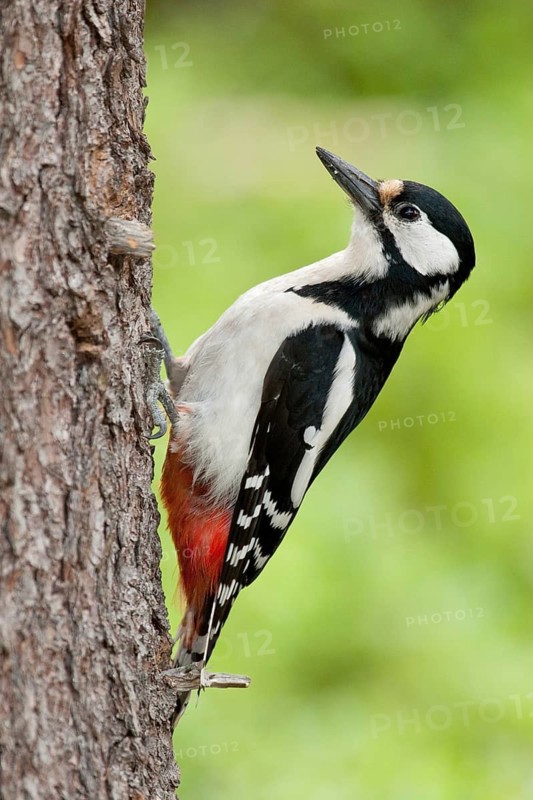 Great Spotted Woodpecker (Dendrocopos major) female, Finland