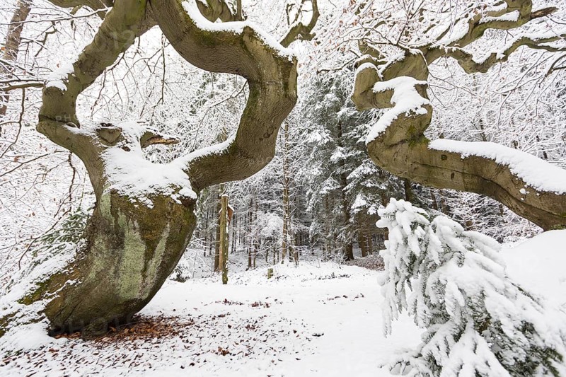 Snow-covered Süntel beech, copper beech (Fagus sylvatica), Tharandt Forest, Saxony, Germany