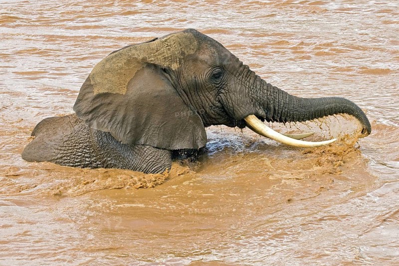 African elephant (Loxodonta africana) bathes in Ewaso Ngiro River, Samburu National Reserve, Kenya