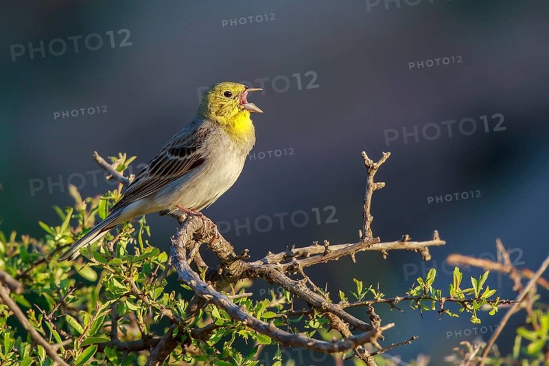 Cinereous Bunting (Emberiza cineracea) male singing from a branch, Lesvos, Greece