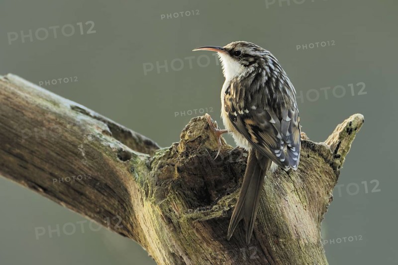Short-toed Treecreeper (Certhia brachydactyla), North Rhine-Westphalia, Germany