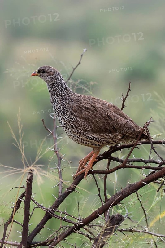 Natal Francolin (Pternistis natalensis), adult, perch, alert, Pilanesberg National Park, North West Province, South Africa