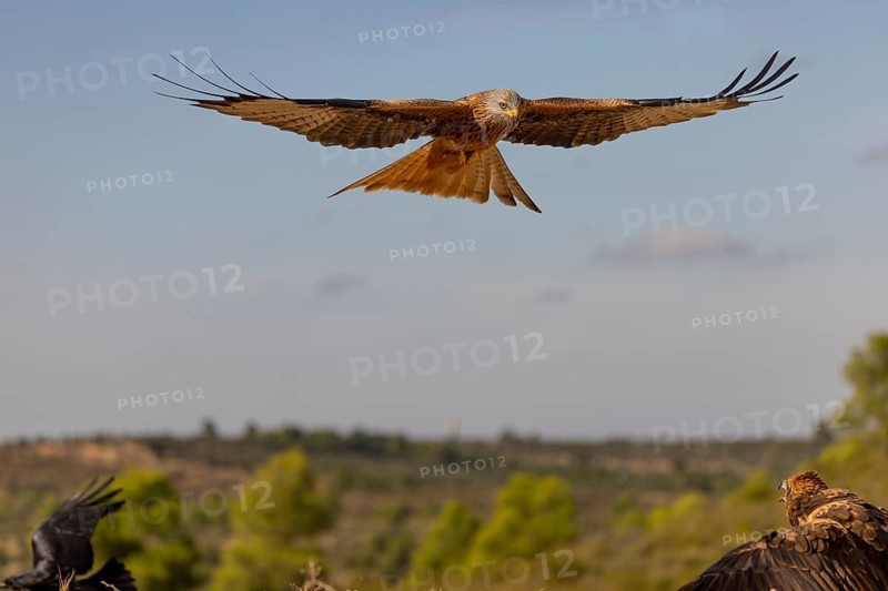 Red kite (Milvus milvus), with marsh harrier, in flight, Catalonia, Spain