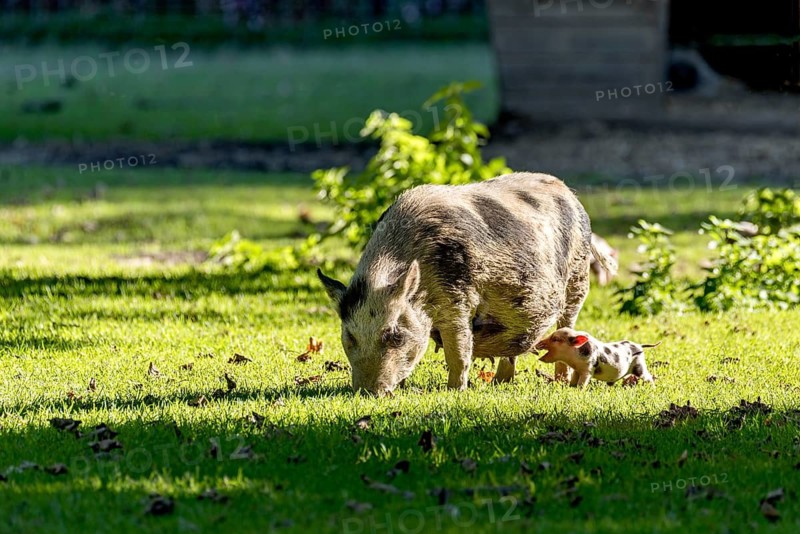 Pot-bellied pig (Sus scrofa f. domestica), large mother, sow, standing and suckling newborn young, piglet, in a meadow, Poing Wildlife Park, Upper Bavaria, Bavaria, Germany
