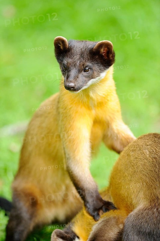 A marten in a meadow leaning on another, gazing attentively into the distance, Coloured marten, Charsas (Martes flavigula), captive