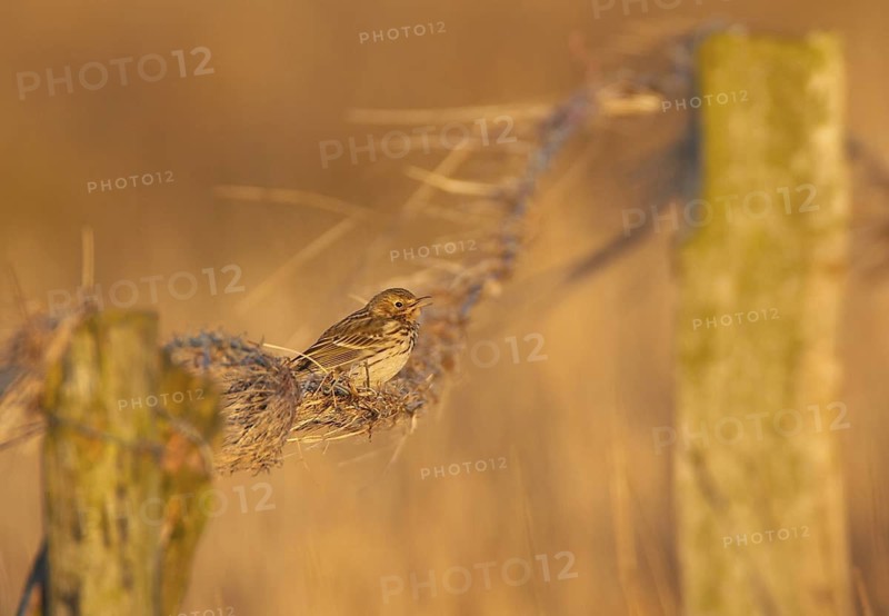 Meadow Pipit (Anthus pratensis), Schleswig-Holstein, Germany