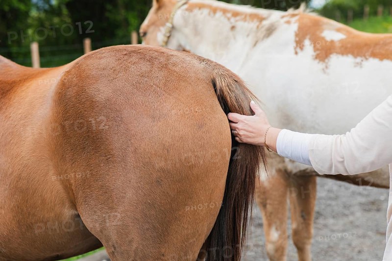 A close-up of a person gently holding a horse's tail, capturing a serene moment of connection on a farm day surrounded by nature and the calming presence of horses
