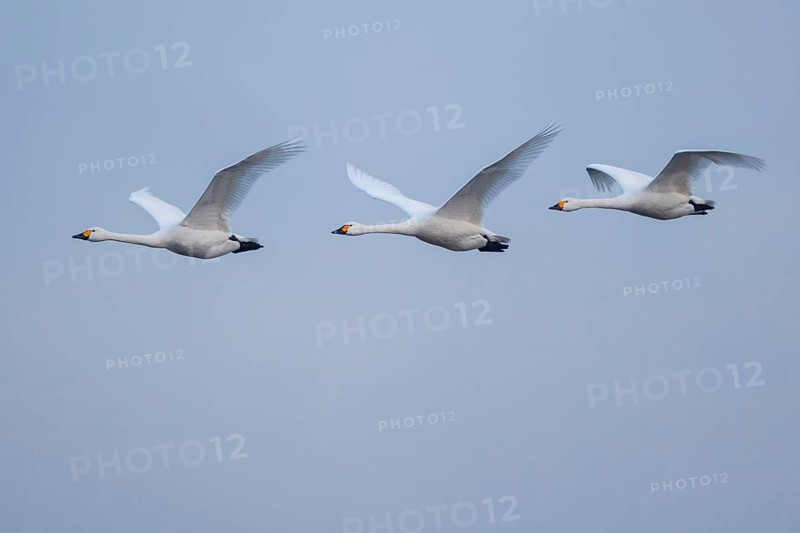 Tundra Swan (Cygnus columbianus bewickii) group flying, Netherlands