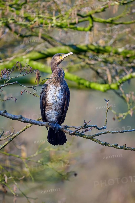 Cormorant (Phalacrocorax carbo), resting on a branch, surrounded by nature, spring, Bavaria, Germany