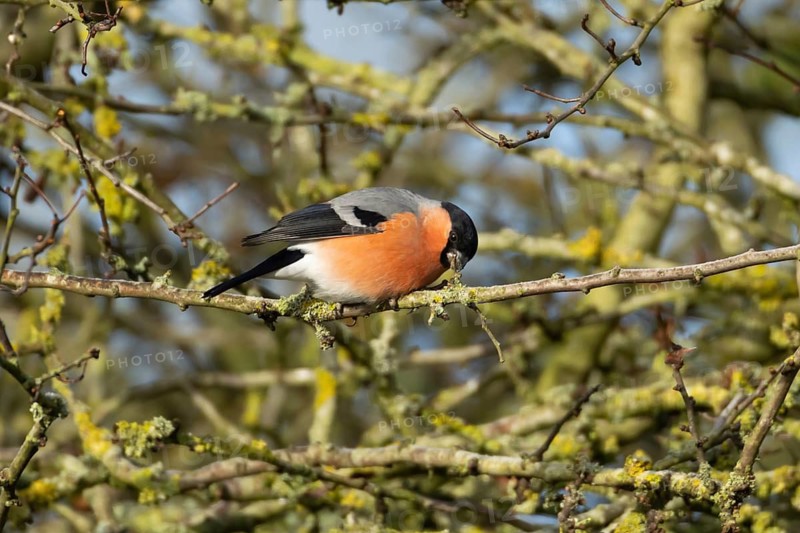Eurasian bullfinch (Pyrrhula pyrrhula) adult male bird feeding on a tree branch in a hedgerow in winter, Suffolk, England, United Kingdom