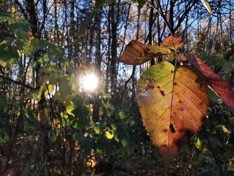 An autumnal colorful leaf in the light of the setting sun in the forest in detail, light-flooded texture, Frankenwald nature park Park