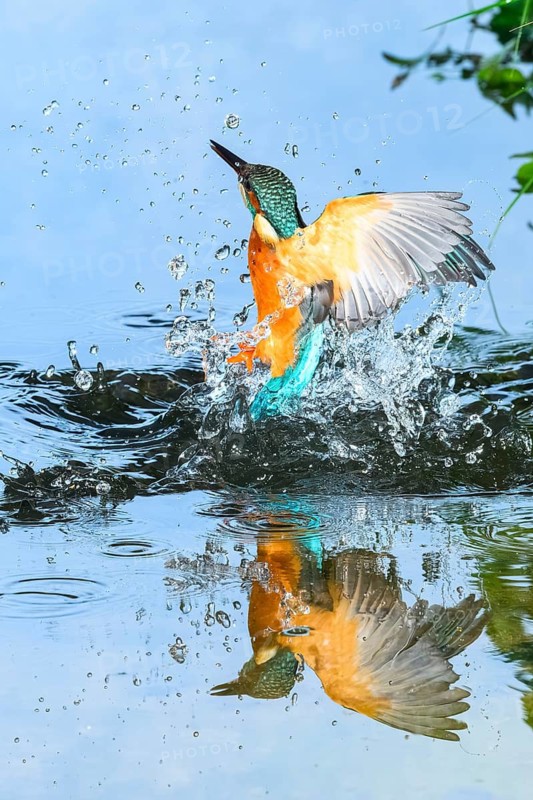 Common kingfisher (Alcedo atthis) flying out of the water after hunting fish, wildife, Catalonia, Spain