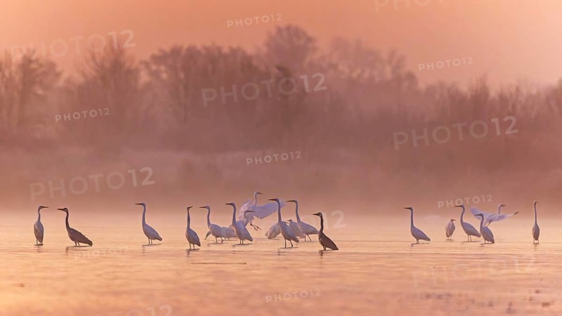 Great Egret (Ardea alba) group, Saxony-Anhalt, Germany