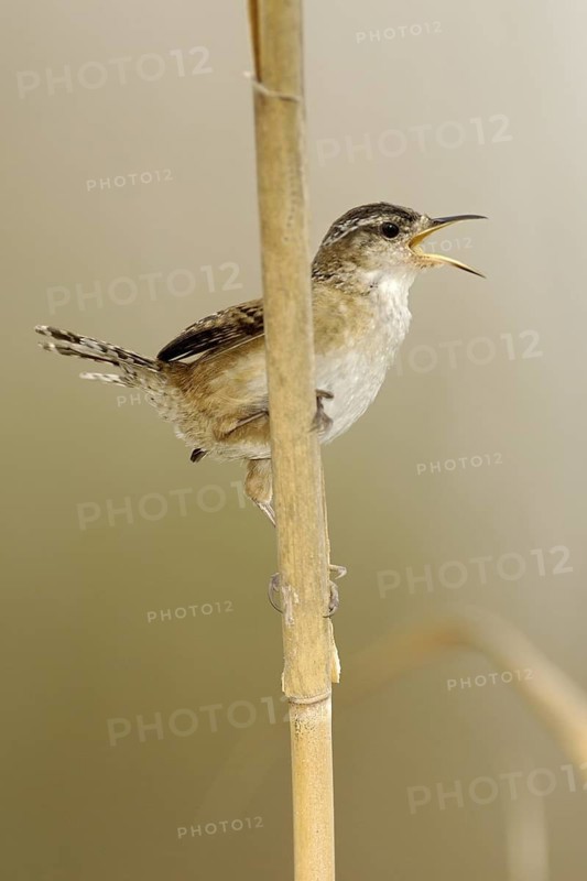 Marsh Wren (Cistothorus palustris) singing, Texas, USA