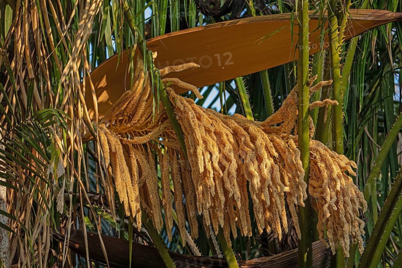 Close up of male oil palm inflorescence releasing pollen during flowering stage in tropical rainforest environment, Osa Peninsula, Puntarenas, Costa Rica