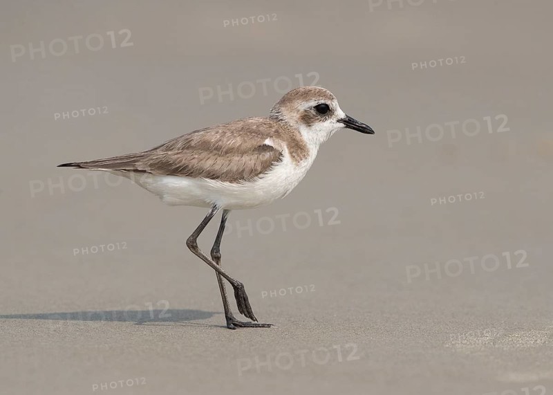 Lesser Sand Plover (Charadrius mongolus) on beach, Goa, India