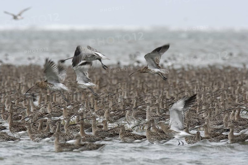 Eurasian Curlew (Numenius arquata), Lower Saxony, Germany
