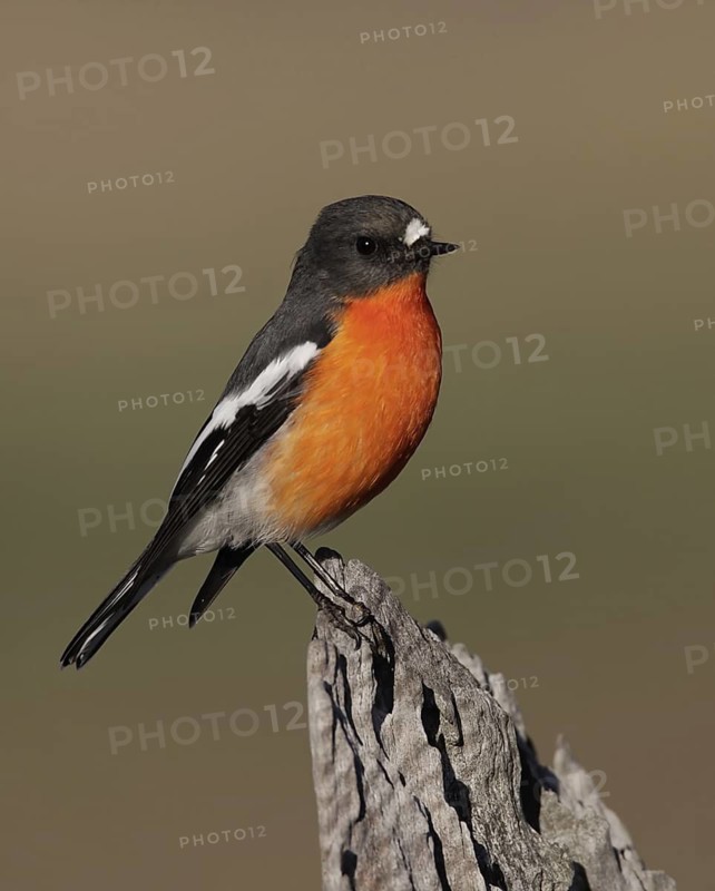 Flame Robin (Petroica phoenicea) male, Australian Capital Territory, Australia