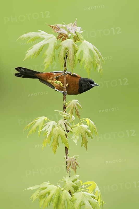 Orchard Oriole (Icterus spurius) male, Ohio, USA