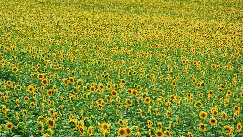 Panorama over a wide field full of blooming bright yellow sunflowers (helianthus annuus) in summer, colourful, vivid scenery, Hungary