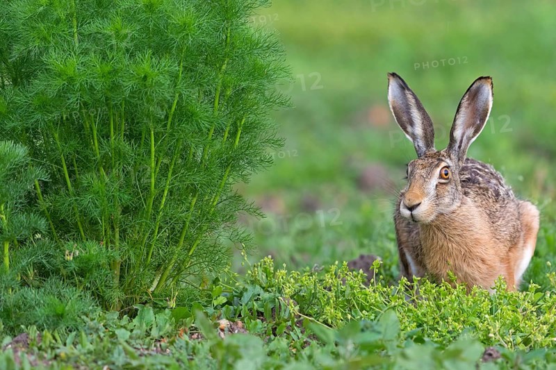 Brown hare, (Lepus europaeus), animals, birds, mammals, family of hares, sits, field path, biotope, habitat, Lake Neusiedl, Illmitz, Burgenland, Austria