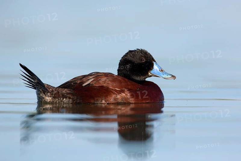 Blue-billed Duck (Oxyura australis) male, Victoria, Australia