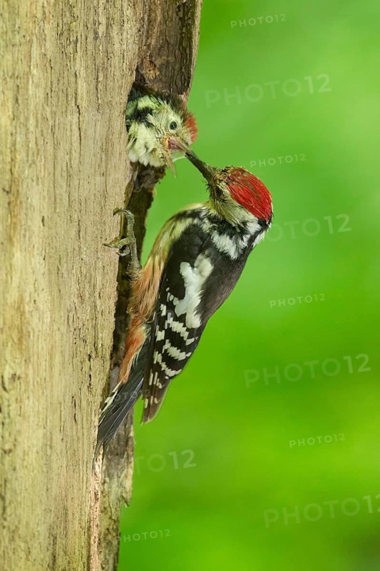 Middle Spotted Woodpecker (Dendrocoptes medius) feeds young in breeding cavity, Saxony, Germany