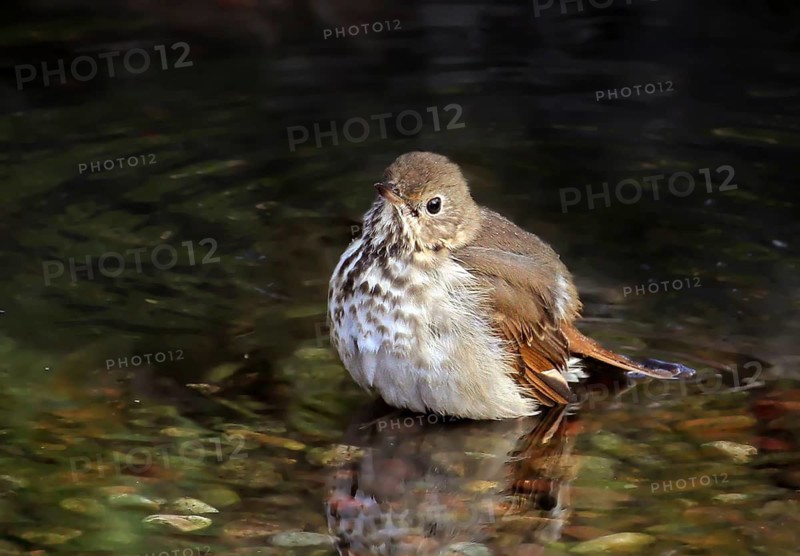 Hermit Thrush, Catharus guttatus, bathing in a backyard pond in Saskatoon, Saskatchewan, Canada