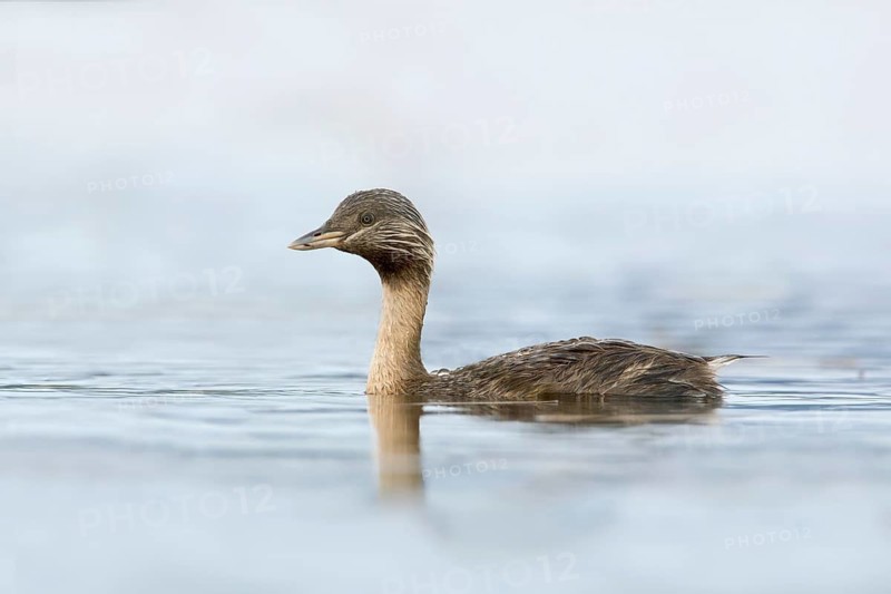 Hoary-headed Grebe (Poliocephalus poliocephalus), Victoria, Australia