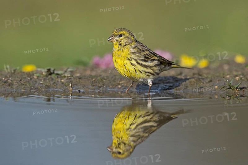 European Serin (Serinus serinus) at a waterhole, Aosta Valley, Italy