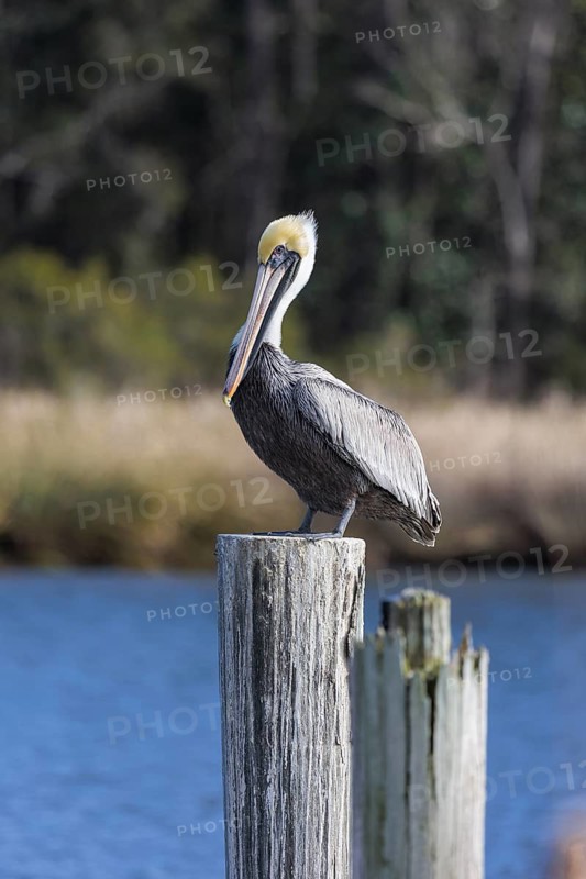 Juvenile brown pelican (Pelecanus occidentalis) perched on a wood piling in Alabama, USA