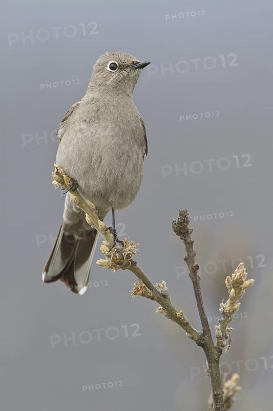 Townsend's Solitaire (Myadestes townsendi), British Columbia, Canada