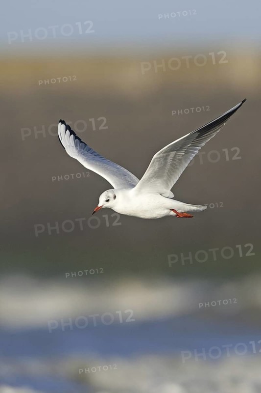 Black-headed Gull (Chroicocephalus ridibundus) flying, Netherlands