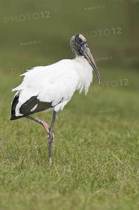 Wood Stork (Mycteria americana), Florida, USA