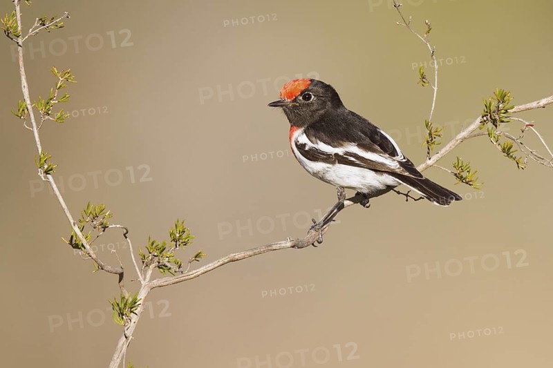 Red-capped Robin (Petroica goodenovii), Western Australia, Australia